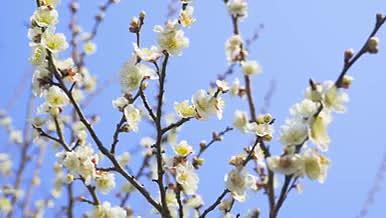 4K实拍春天风景唯美白色桃花盛开视频的预览图
